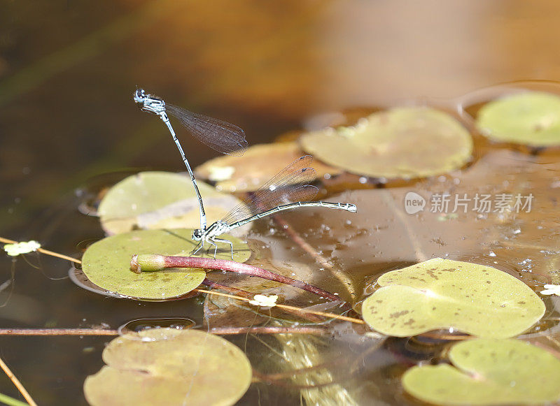 天蓝色(Coenagrion puella)交配